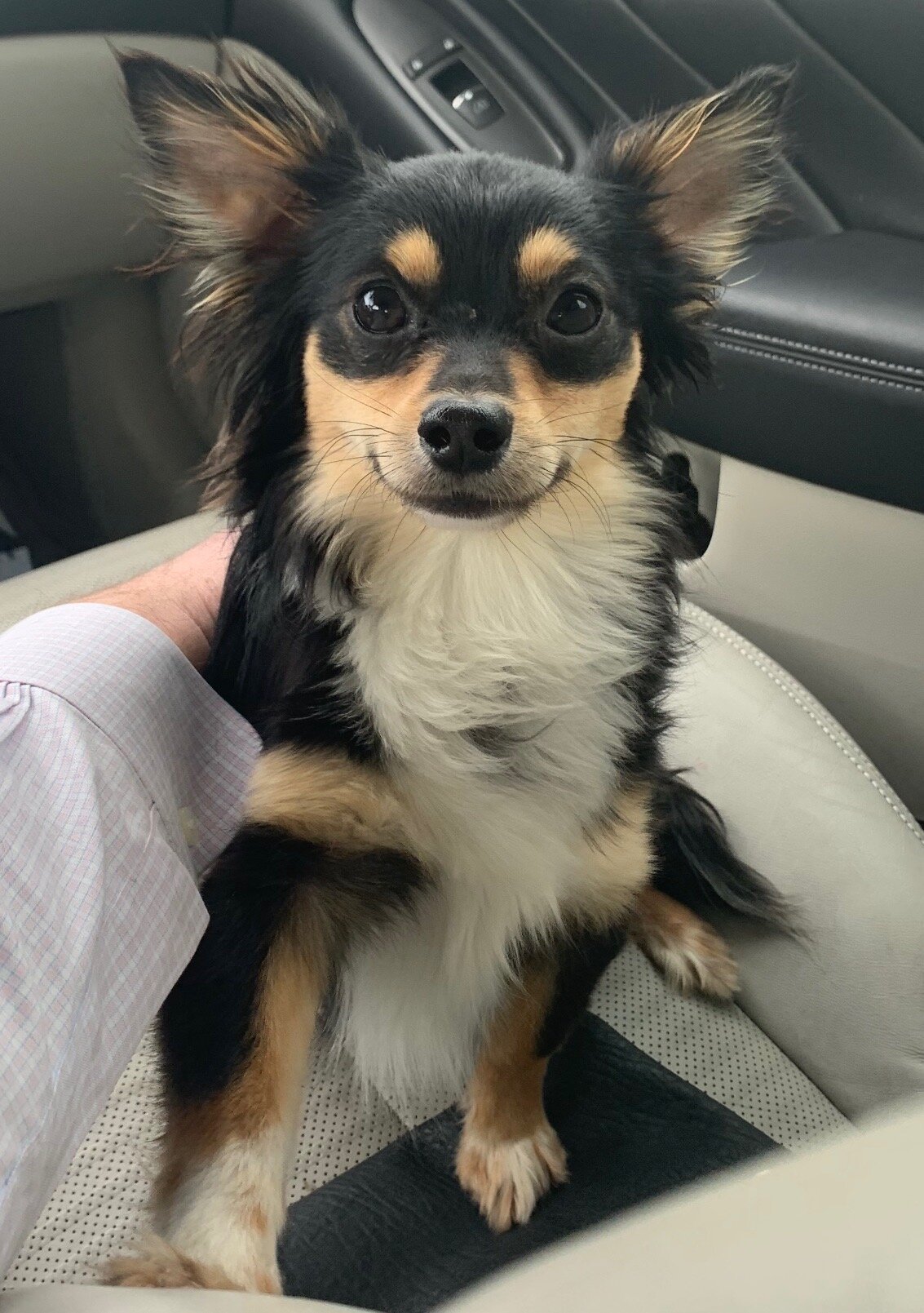 Long haired dogs for adoption hotsell